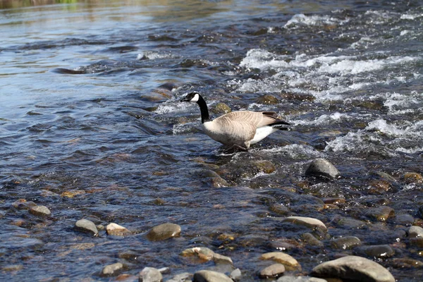 Ganso canadense caminhando em fluxo fluvial raso — Fotografia de Stock