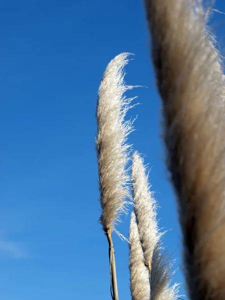 Rostliny ve větru proti modré obloze — Stock fotografie