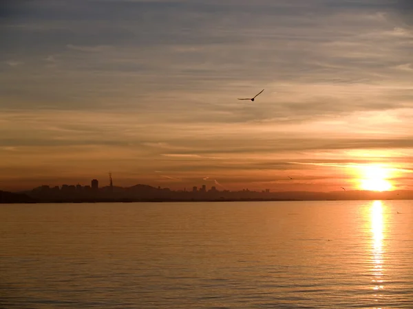 San Francisco Sunset Bay і чайок — стокове фото