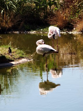 iki flamingolar yansıması ile su israf