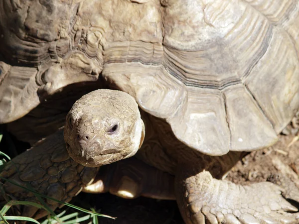 Stock image Tight shot of land tortoise head and shell