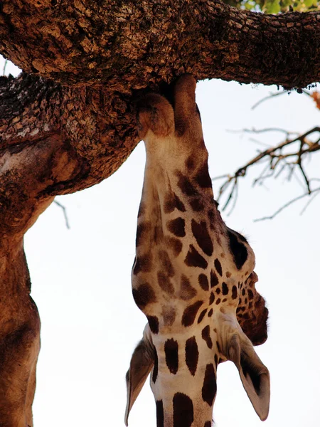 Young giraffe chewing on bark of tree — Stock Photo, Image