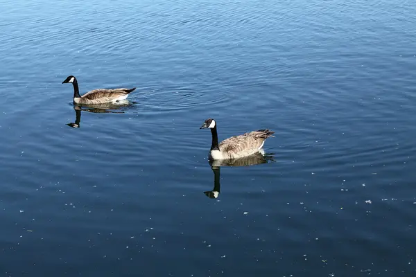 Twee Canadese ganzen zwemmen in de rivier met reflectie — Stockfoto