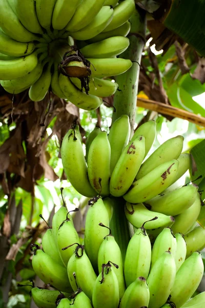 Banana fruit plant — Stock Photo, Image