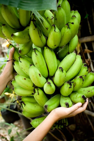 Mão na colheita de banana — Fotografia de Stock