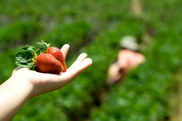 stock image Hand with strawberry harvest