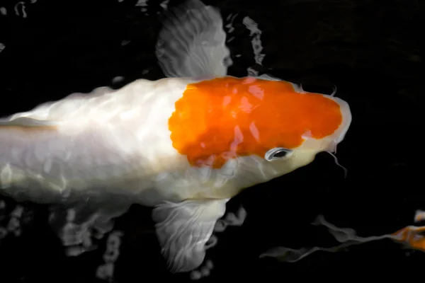 Koi fish — Stock Photo, Image