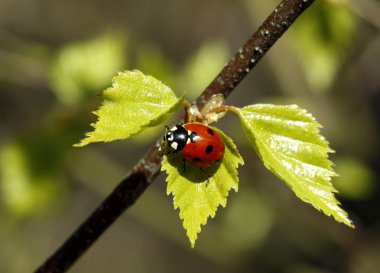 uğur böceği