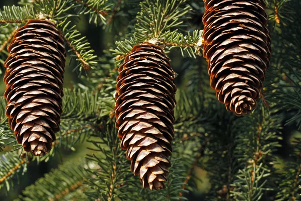 Three spruce cones — Stock Photo, Image