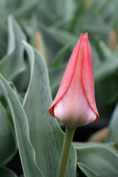 Красный тюльпан — стоковое фото