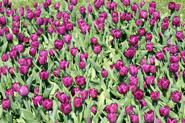 The purple tulips — Stock Photo, Image