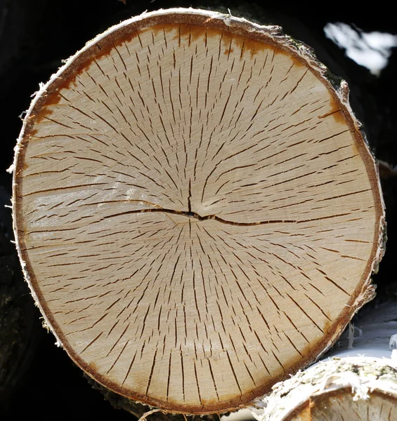 Diameter of the trunk — Stock Photo, Image