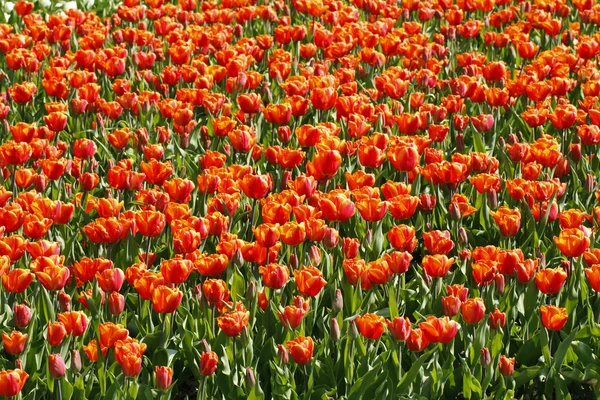 The red tulips — Stock Photo, Image