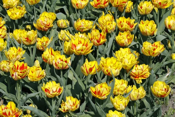 The yellow tulips — Stock Photo, Image