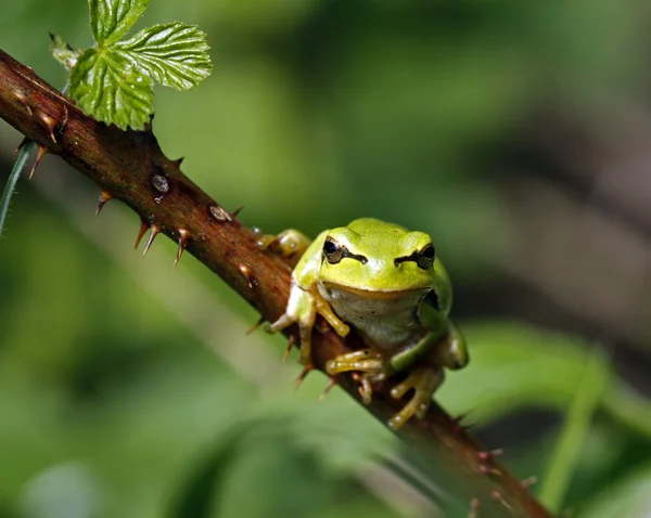 Πράσινος βάτραχος — Φωτογραφία Αρχείου