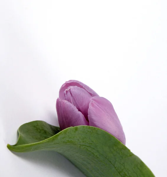 The mauve tulip — Stock Photo, Image