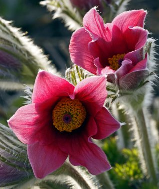 Pasque flower clipart