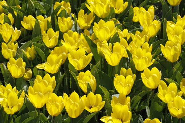 The yellow tulips — Stock Photo, Image