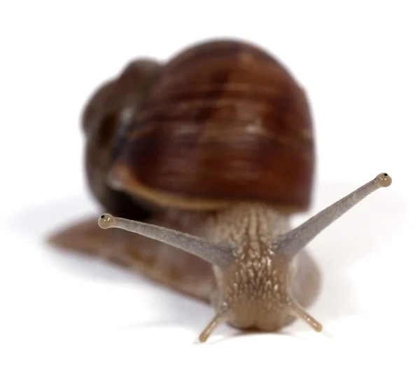 食用蜗牛 — 图库照片