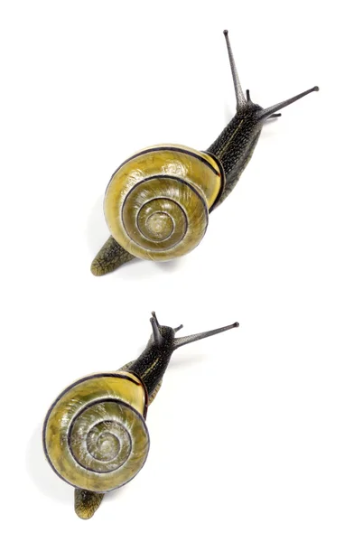 两个白唇蜗牛 — 图库照片