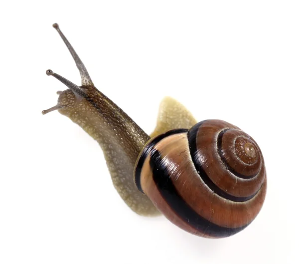 白唇蜗牛 — 图库照片