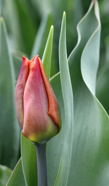 Червоний tulip — стокове фото