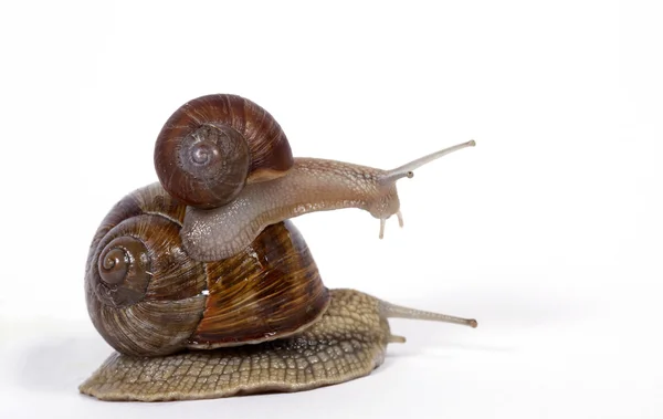 2 식용 달팽이 — 스톡 사진