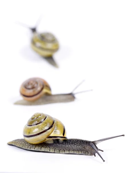 화이트 입술 달팽이 — 스톡 사진