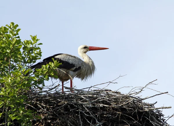 Cigüeña en el nido —  Fotos de Stock