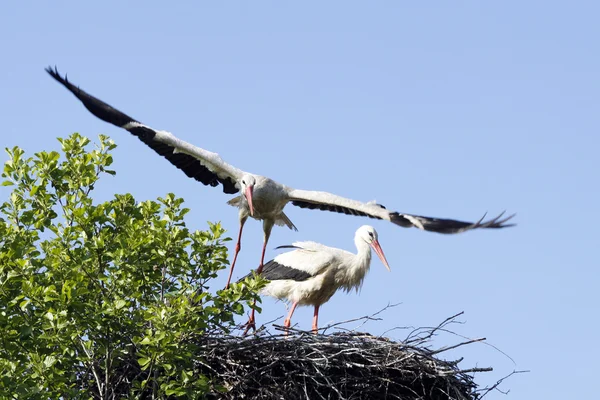 Two stork in the nest — Stock Photo, Image