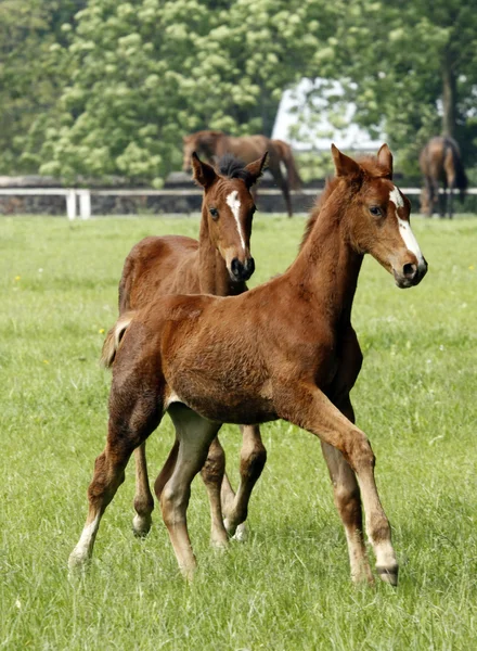 Two foals — Stock Photo, Image