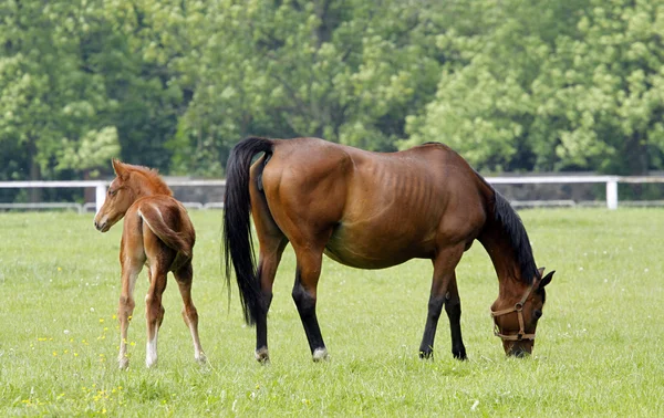 Famille de chevaux — Photo