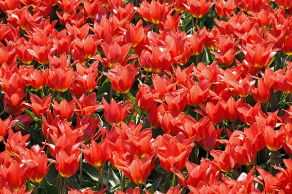 The red tulips — Stock Photo, Image