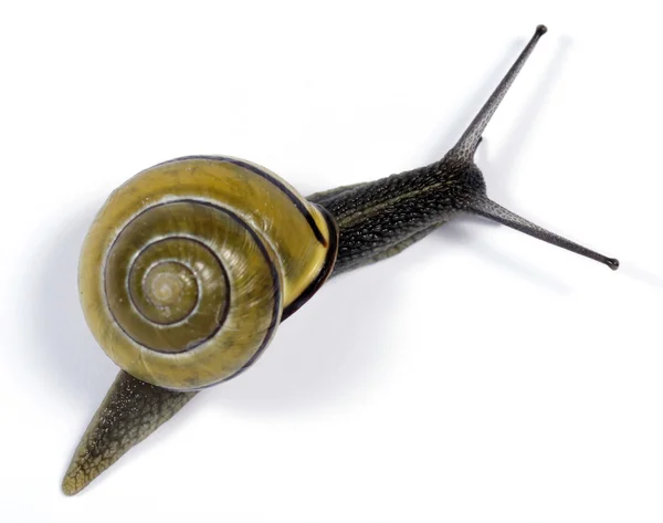 화이트 입술 달팽이 — 스톡 사진