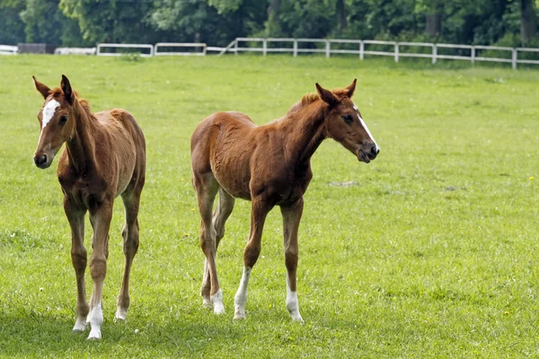 Two young horses — Stock Photo, Image