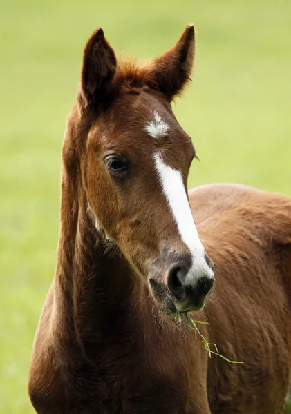 Portrét mladé koně — Stock fotografie