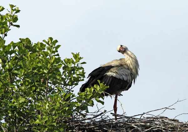 Ooievaar in het nest — Stockfoto