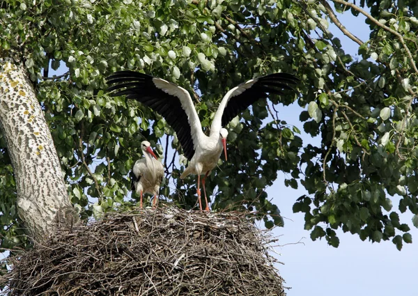 Dos cigüeñas en el nido —  Fotos de Stock