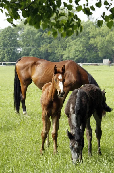 Família dos cavalos — Fotografia de Stock