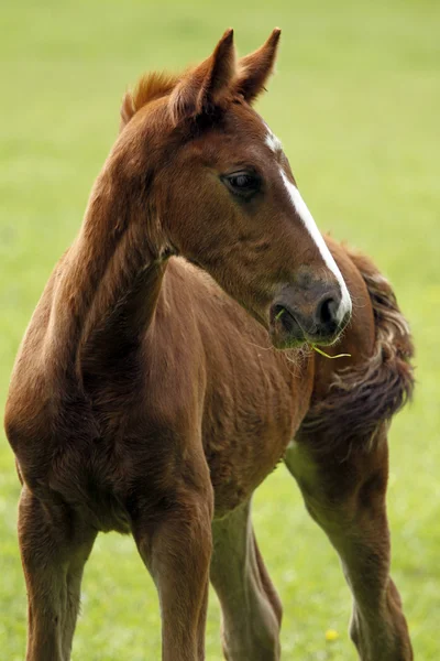 Retrato de cavalo jovem — Fotografia de Stock