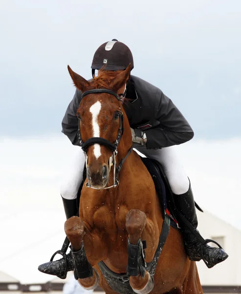 Foto de Retrato De Cavalo Pulando Sobre Obstáculo e mais fotos de stock de  Cavalo - Família do cavalo - Cavalo - Família do cavalo, Concurso de Saltos  Equestres, Primeiro plano - iStock