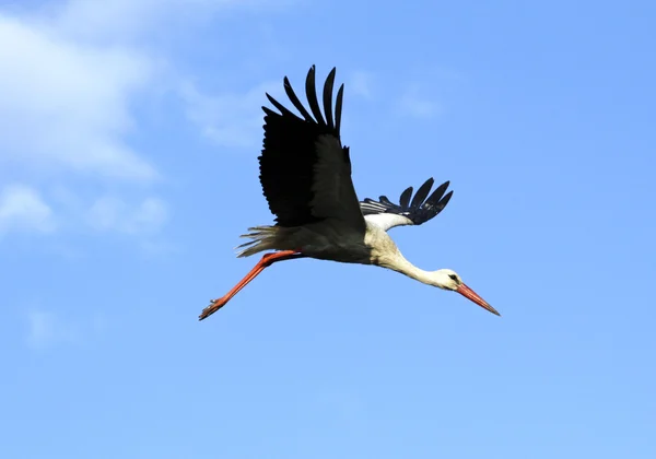 Stork — Stockfoto