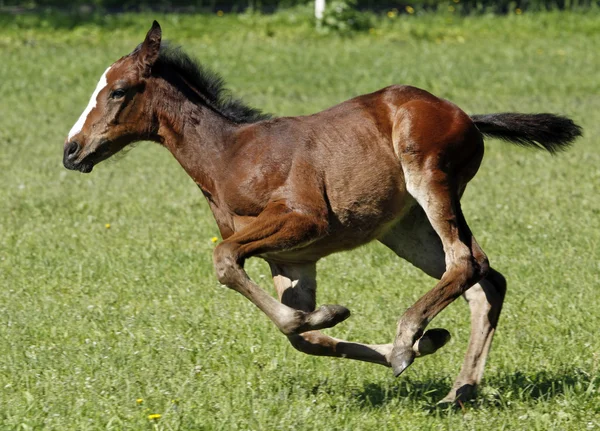 Cavalo jovem — Fotografia de Stock