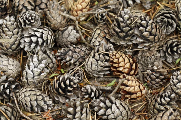 stock image Pine cones