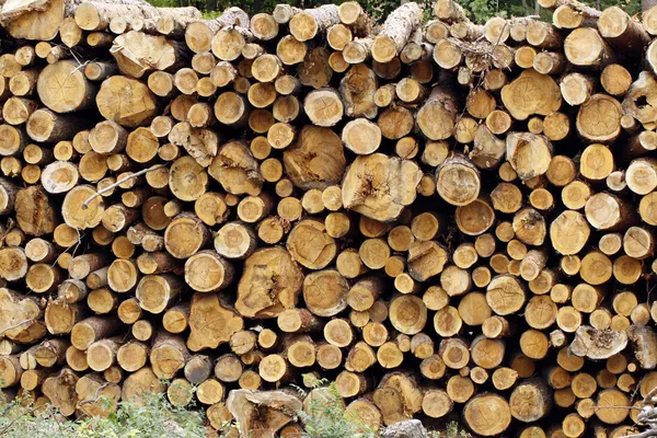 stock image Wood