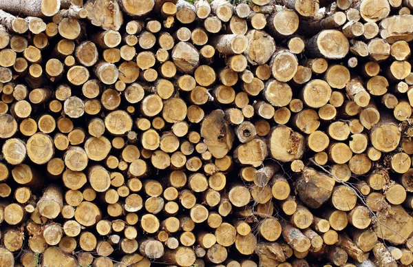 Stock image Wood