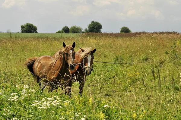 stock image Horses-1