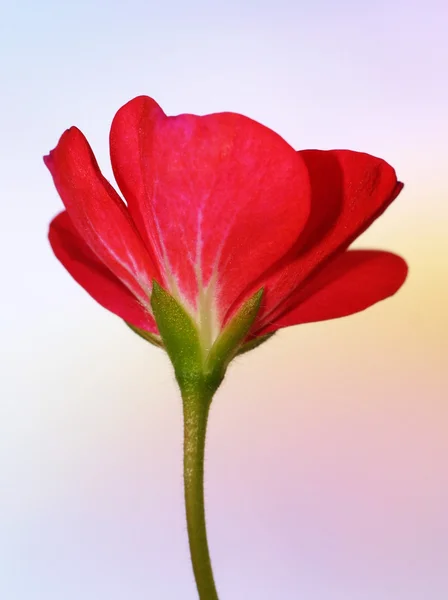 Flor vermelha resumo — Fotografia de Stock