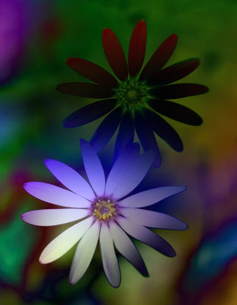 Abstract flowers — Stock Photo, Image