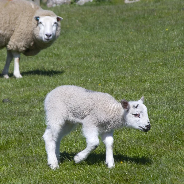 フィールドの羊 — ストック写真